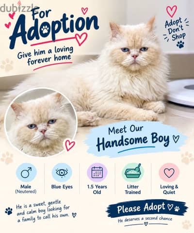 Male Cat looking for his forever home 