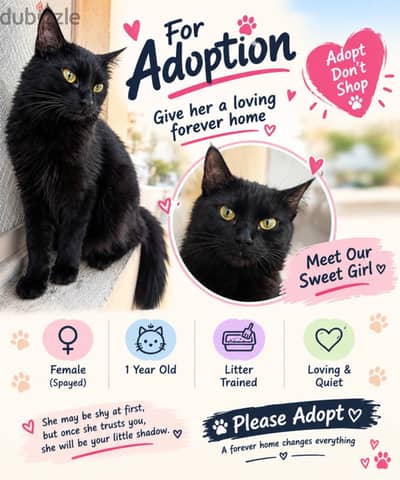 ‍Female Cat looking forever home 