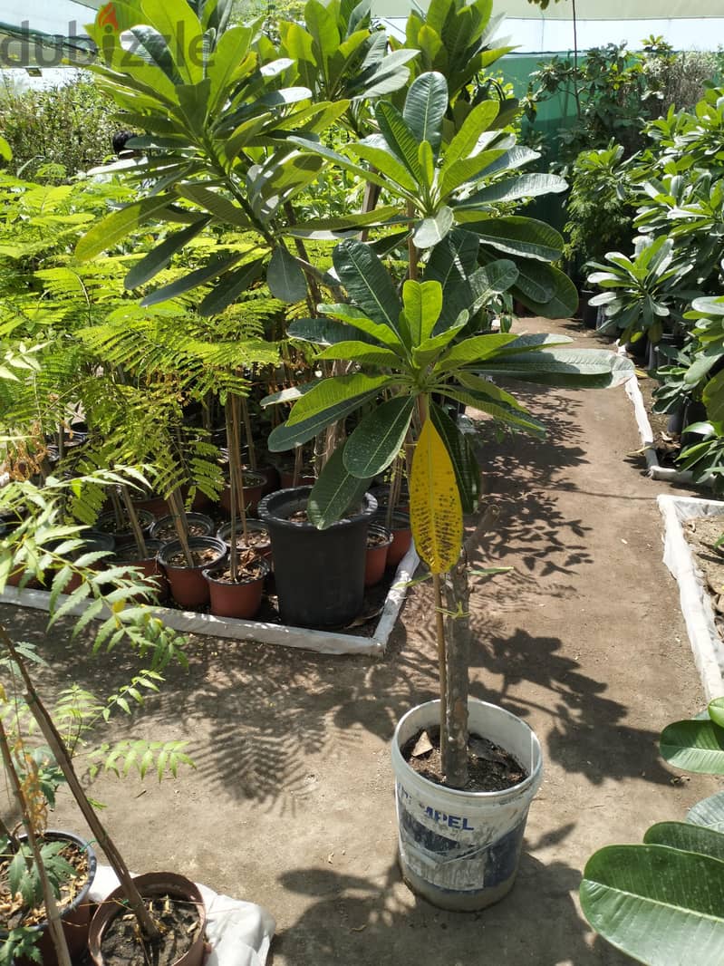 garden mantince 3