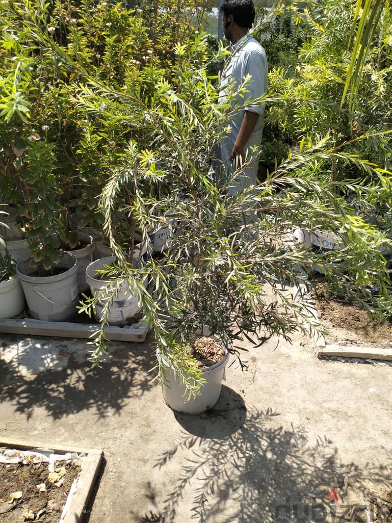 garden mantince 4