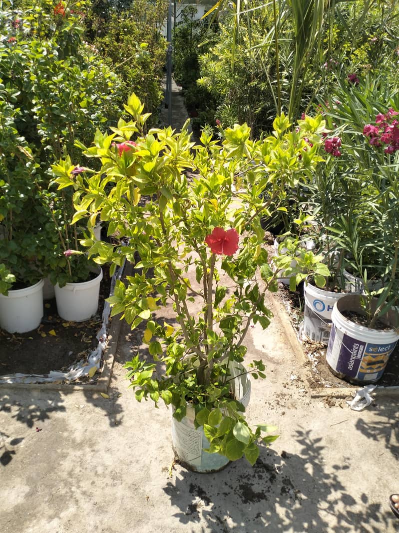 garden mantince 5