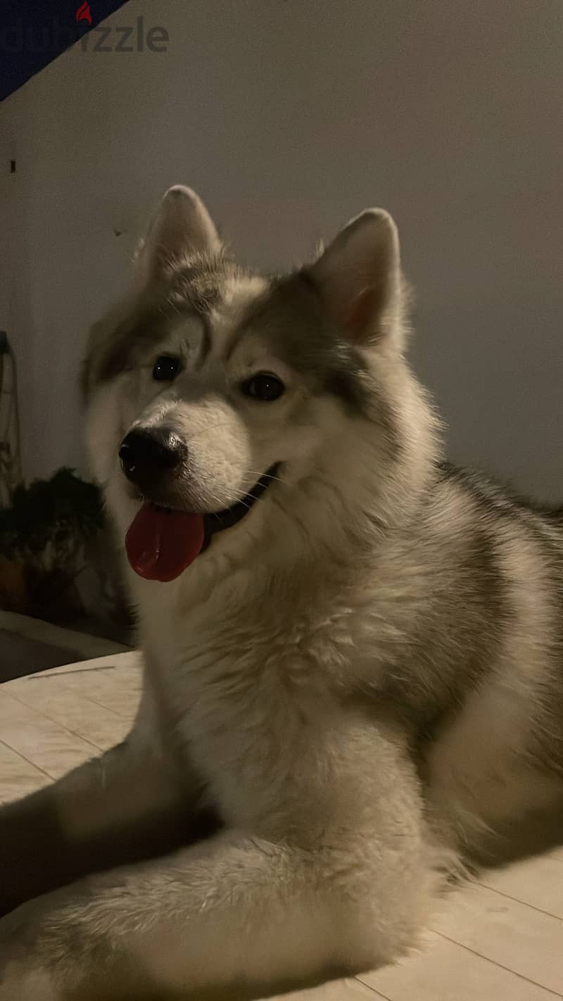 STORM is missing 1