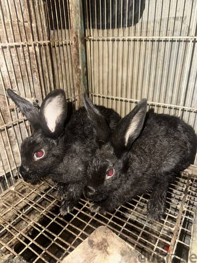 Rabbits bunnies