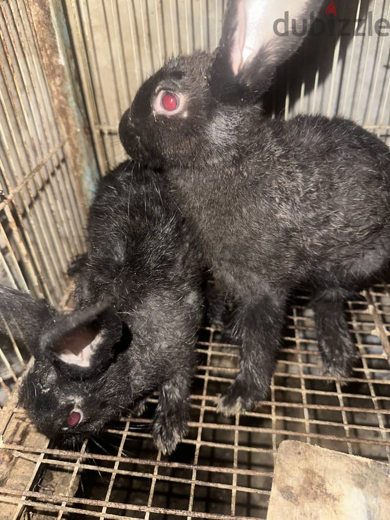 Rabbits bunnies 1