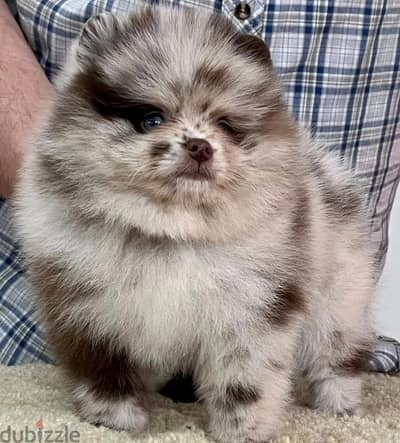 pomeranian blue merle female