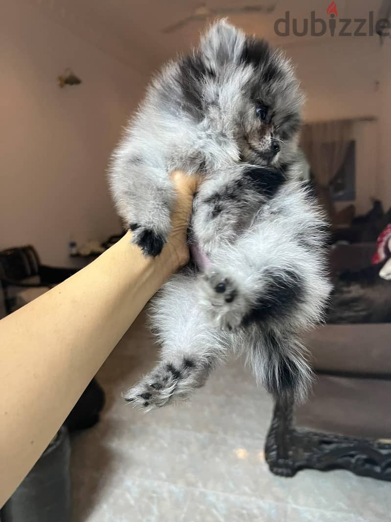 pomeranian blue merle female 1