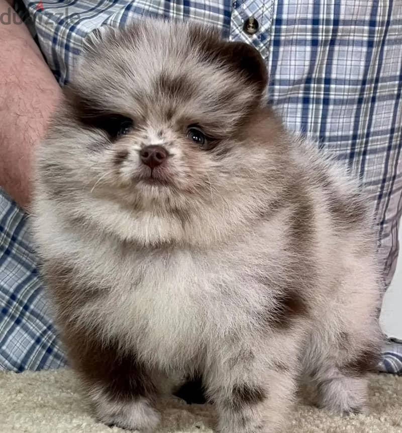 pomeranian blue merle female 2