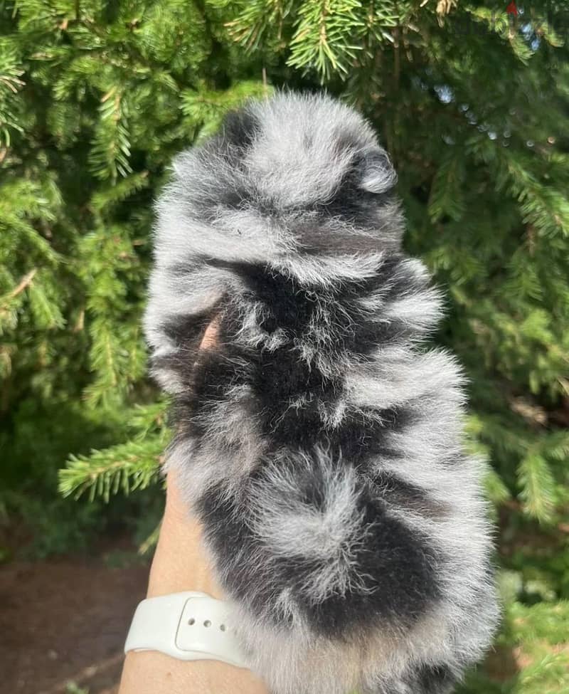 pomeranian blue merle female 3