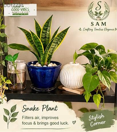 bottle n pots plants 2