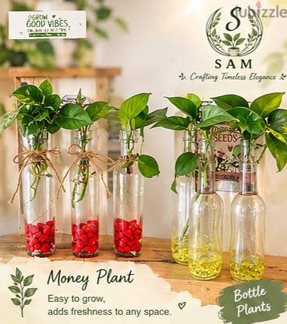 bottle n pots plants 3