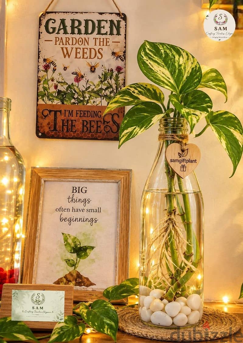 bottle n pots plants 7