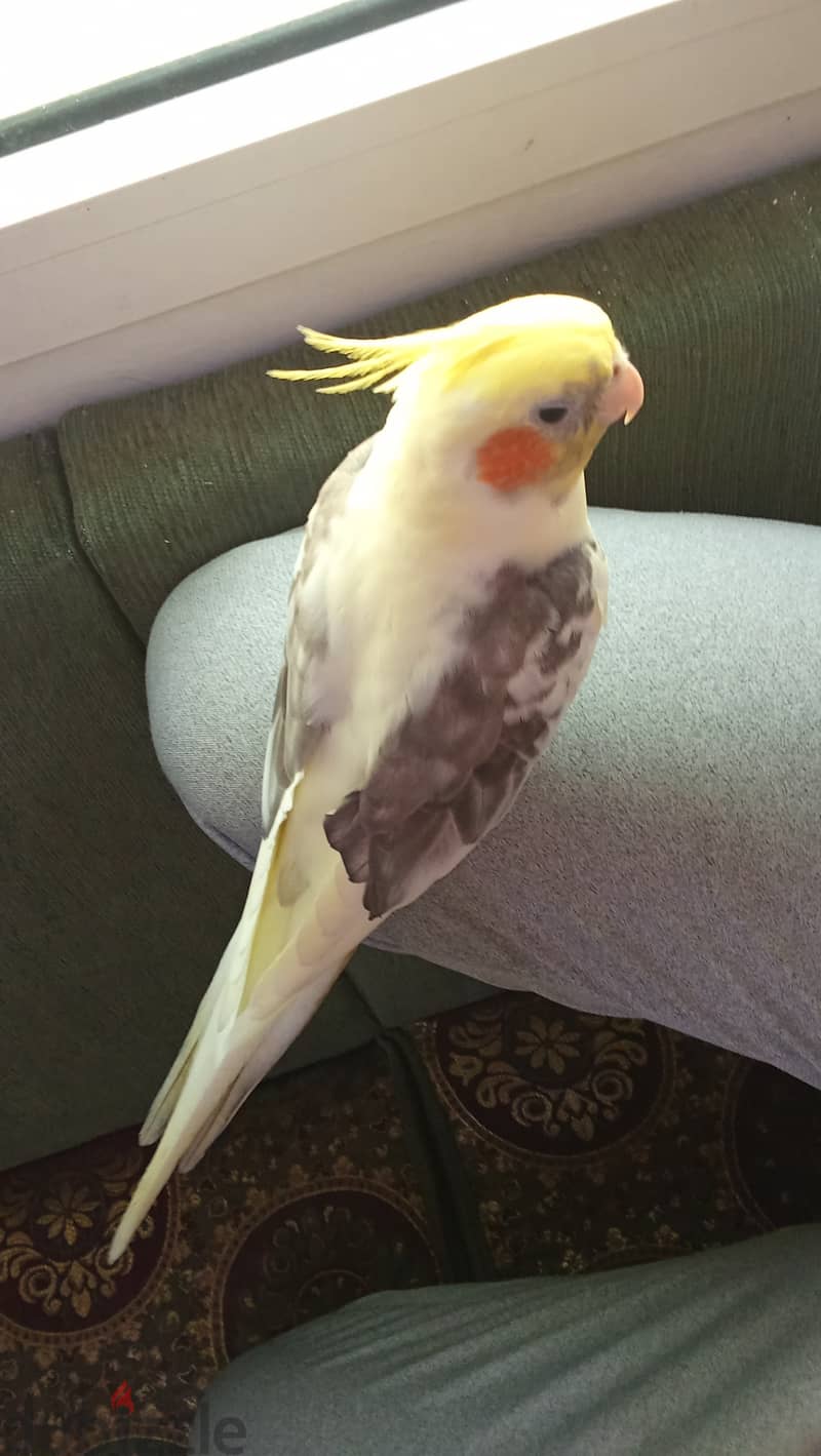 Pied Cockatiel male كوكتيل ذكر 3