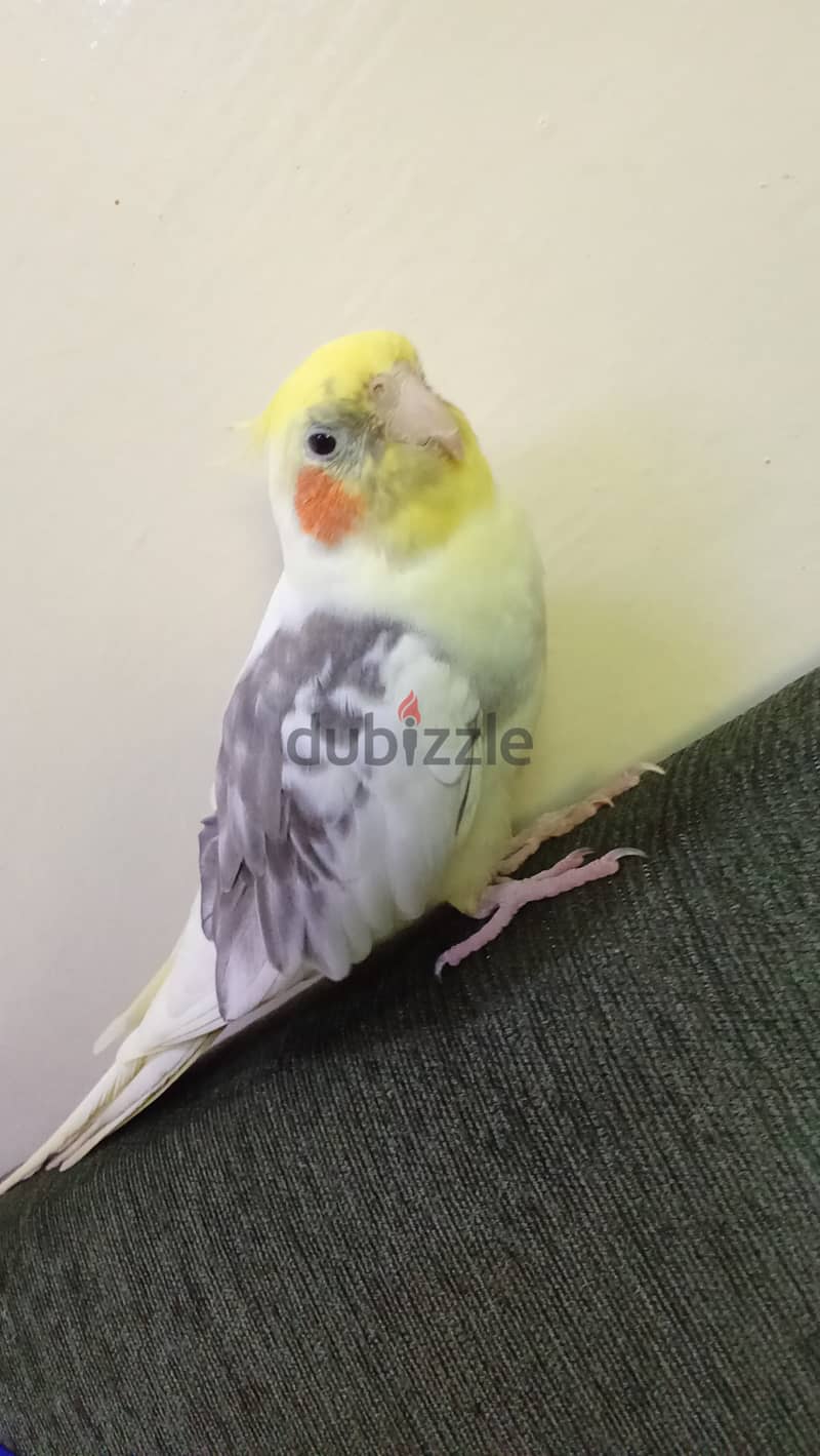 Pied Cockatiel male كوكتيل ذكر 4