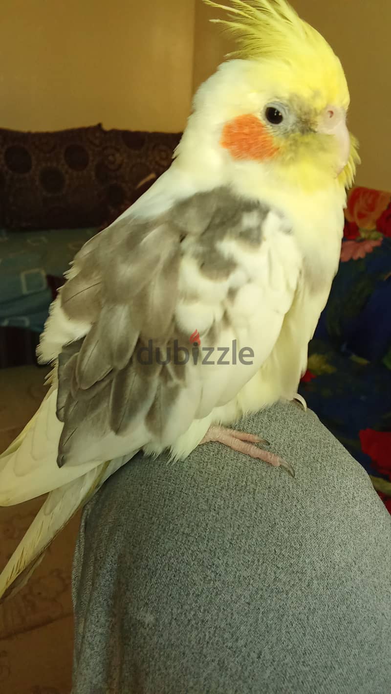 Pied Cockatiel male كوكتيل ذكر 6