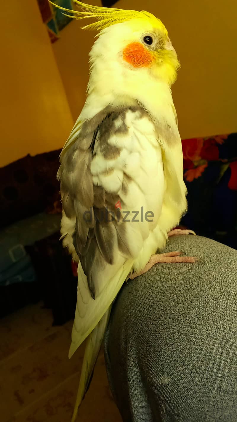 Pied Cockatiel male كوكتيل ذكر 7