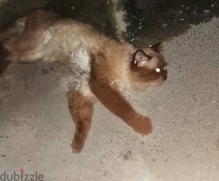 Lovely cat need a urgent home 1