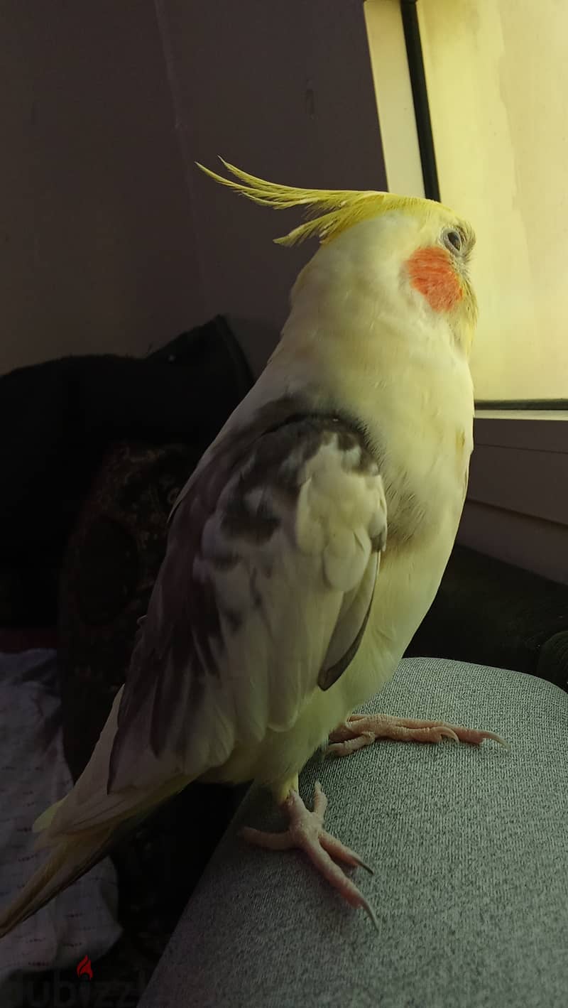 Pied Cockatiel male كوكتيل ذكر 8