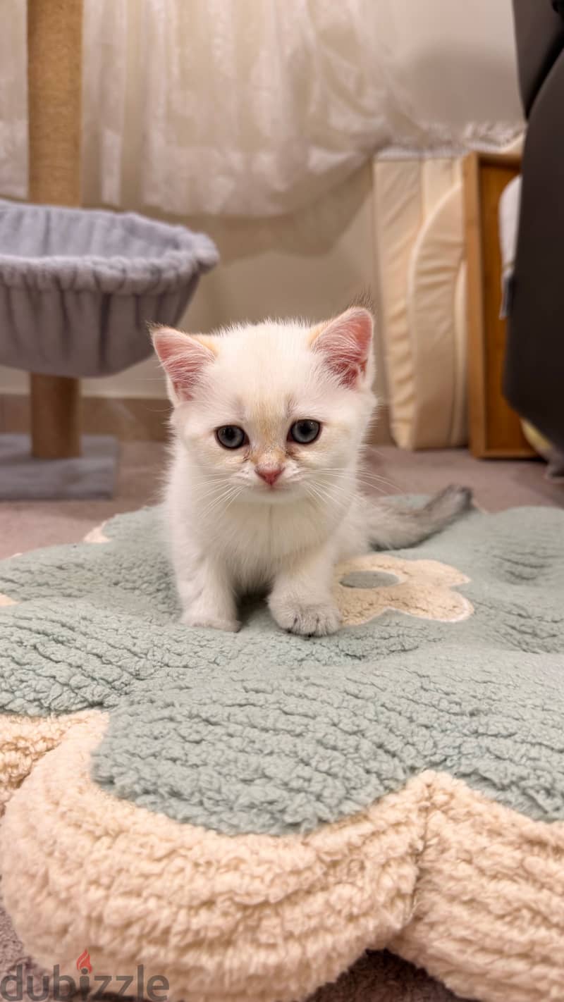 Scottish straight pure kitten 1