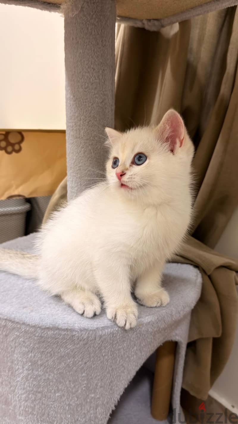 Scottish straight pure kitten 3