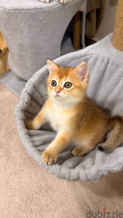 Scottish straight pure kitten
