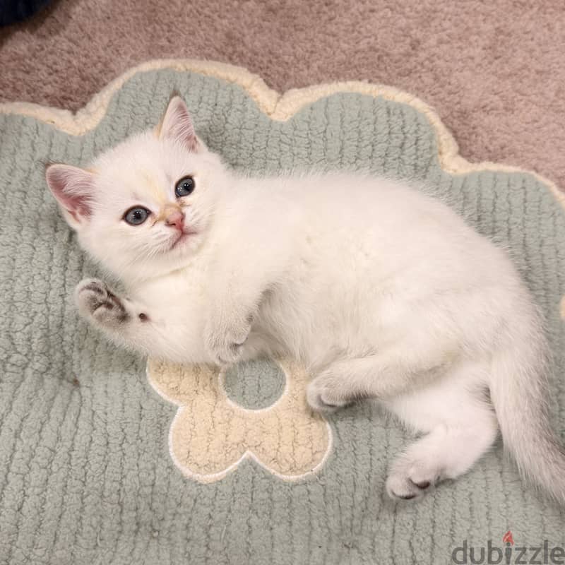 Scottish straight pure kitten 4