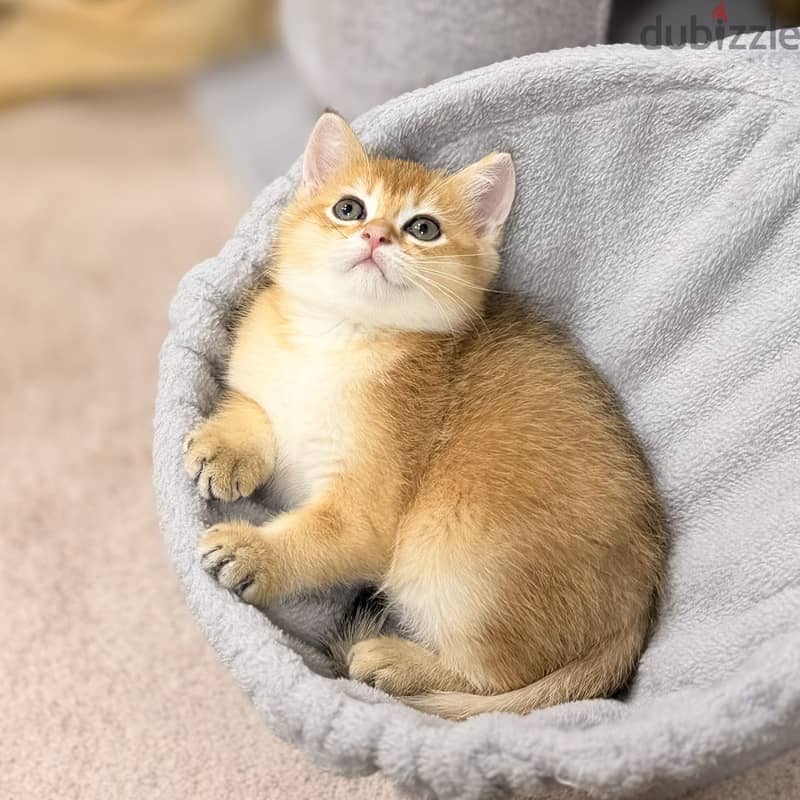 Scottish straight pure kitten 5