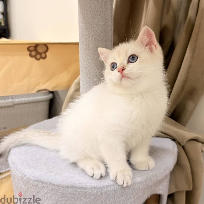 Scottish straight pure kitten 7