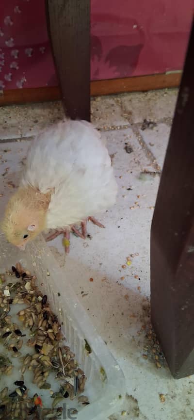 quail chicken urgent for sale