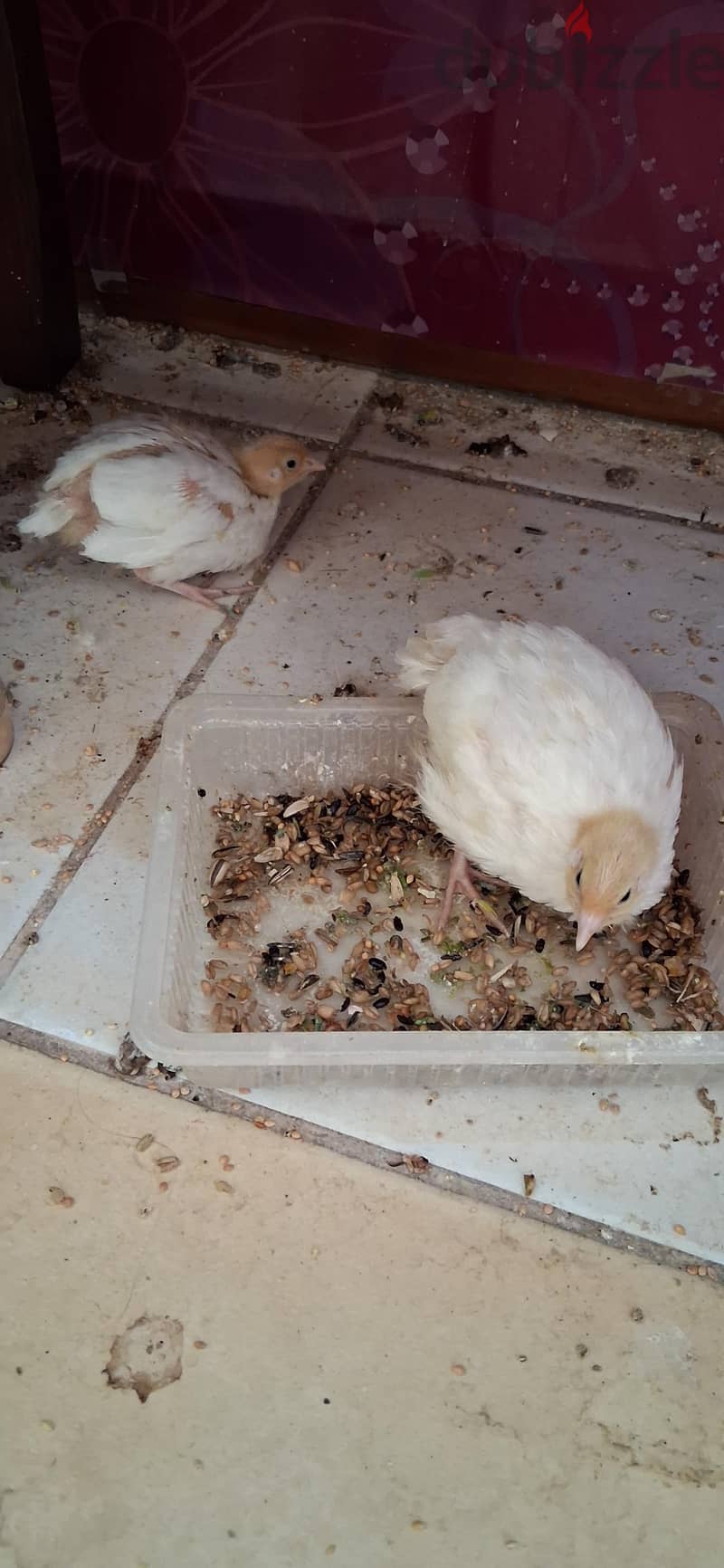 quail chicken urgent for sale 1