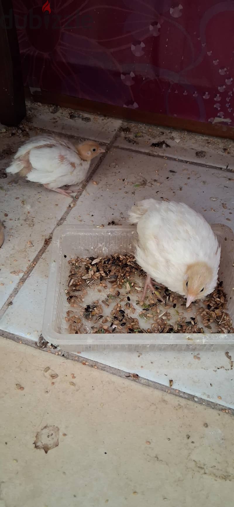 quail chicken urgent for sale. . 3