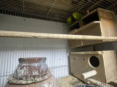 Female parrot with guage love birds 2 and pinches 3 with 1