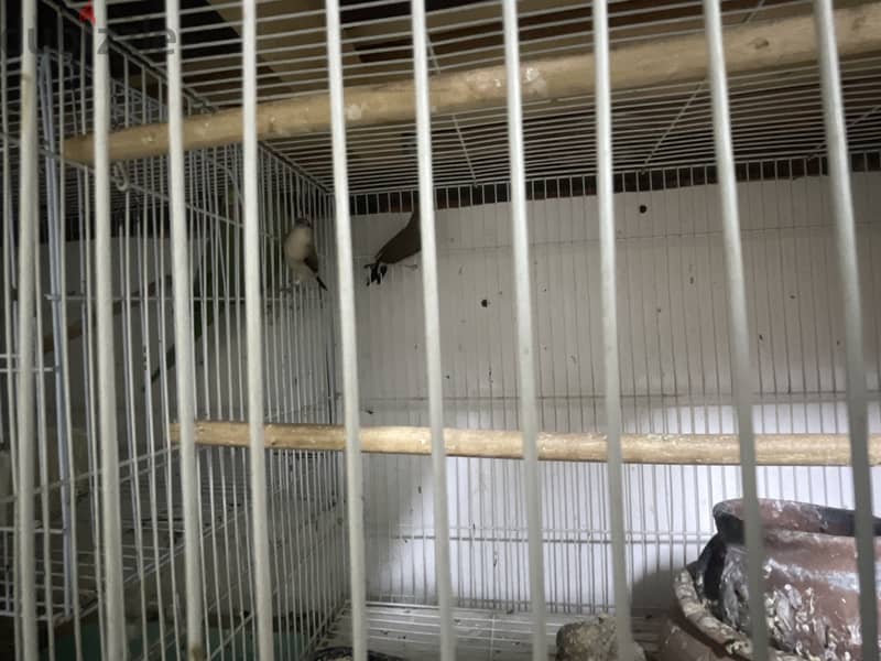 Female parrot with guage love birds 2 and pinches 3 with 1 1