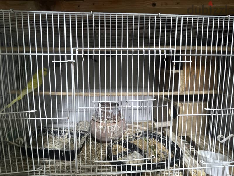 Female parrot with guage love birds 2 and pinches 3 with 1 2