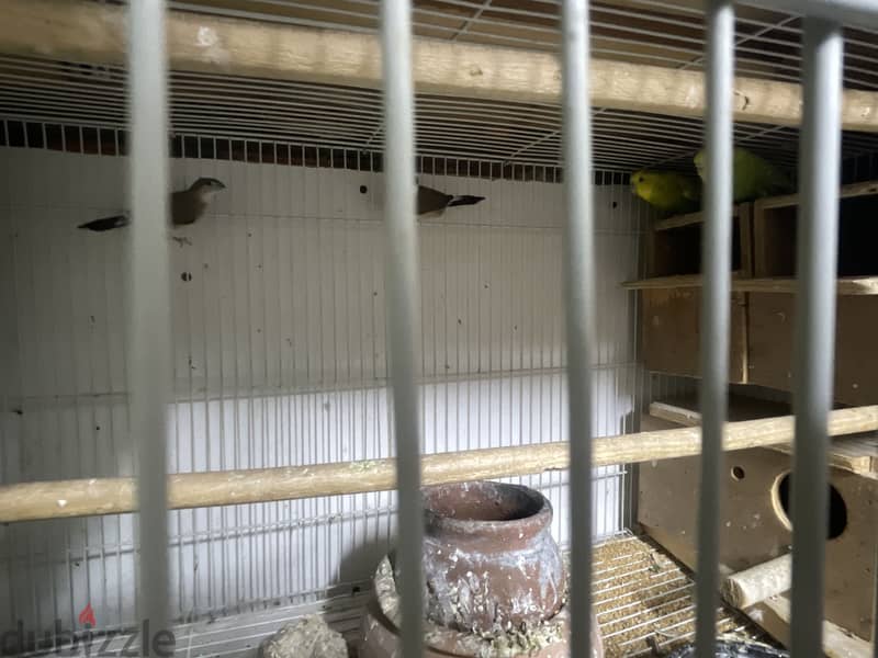 Female parrot with guage love birds 2 and pinches 3 with 1 3