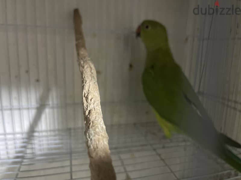 Female parrot with guage love birds 2 and pinches 3 with 1 4
