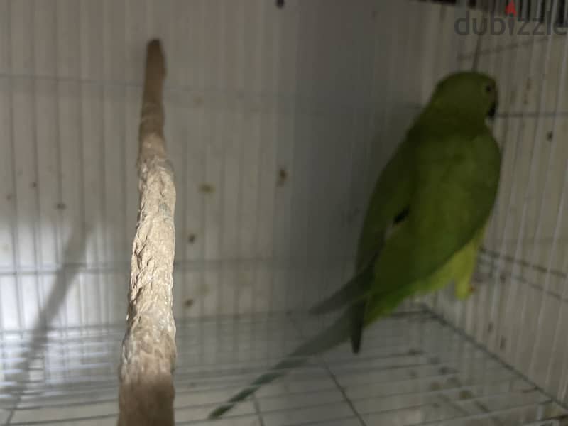 Female parrot with guage love birds 2 and pinches 3 with 1 5