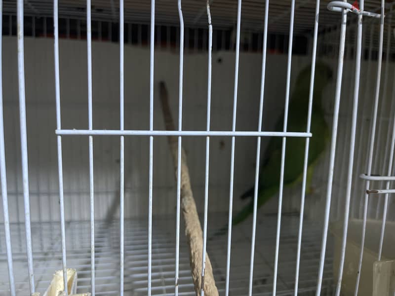 Female parrot with guage love birds 2 and pinches 3 with 1 6