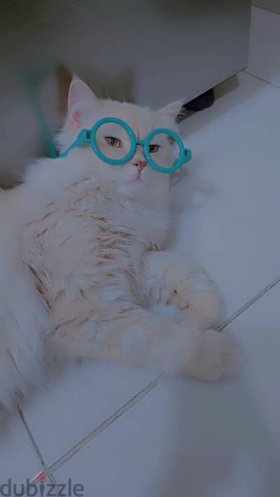 URGENT — LOVING HOME NEEDED FOR MY TWO BELOVED CATS