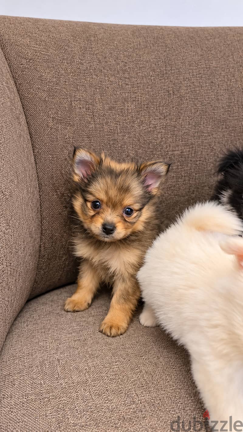 Pomernian and matipoo 2