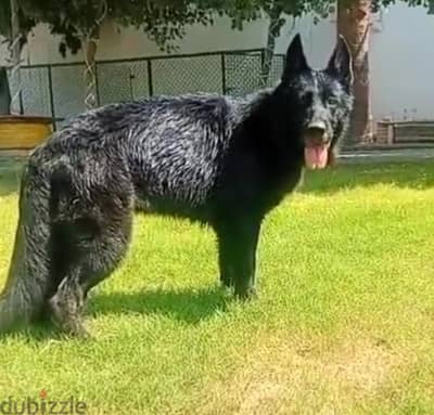 male and female German sheprd long hair top level