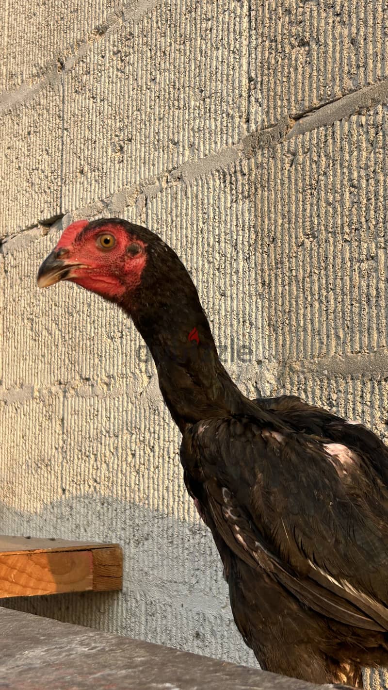 2 female 1 male aseel for sale 1