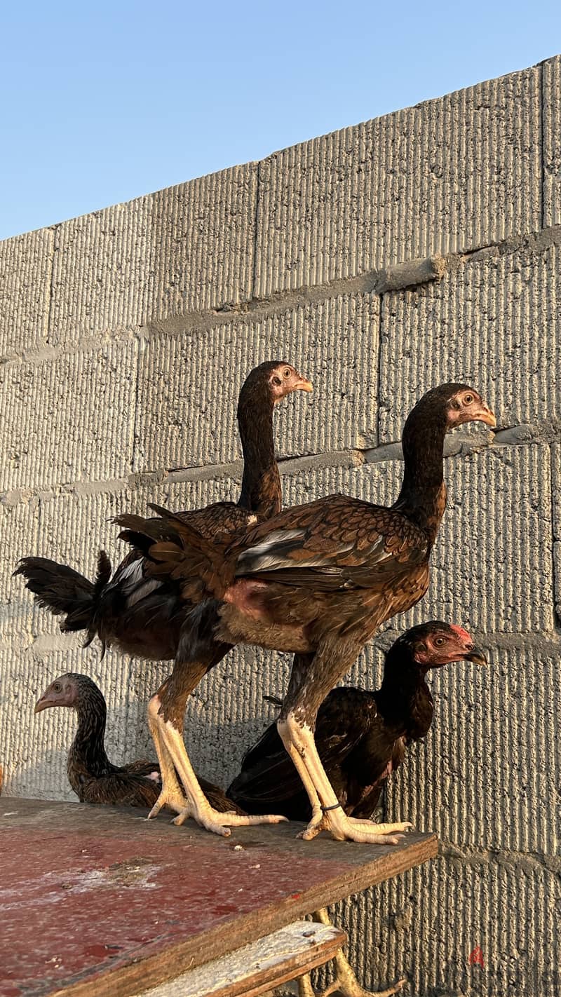 2 female 1 male aseel for sale 2