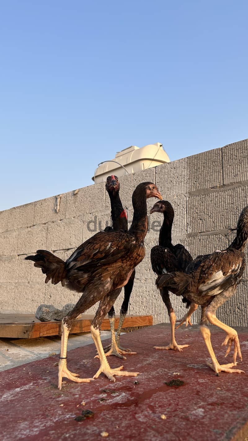 2 female 1 male aseel for sale 3