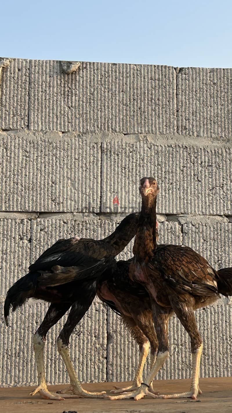 2 female 1 male aseel for sale 4