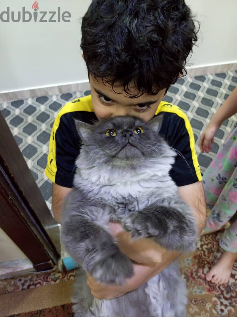 ذكر شيرازي للتبني 4