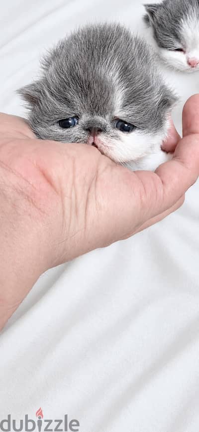 hight level poky kitten 33966200 for resevation