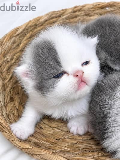beutiful kitten for resevation 33966200