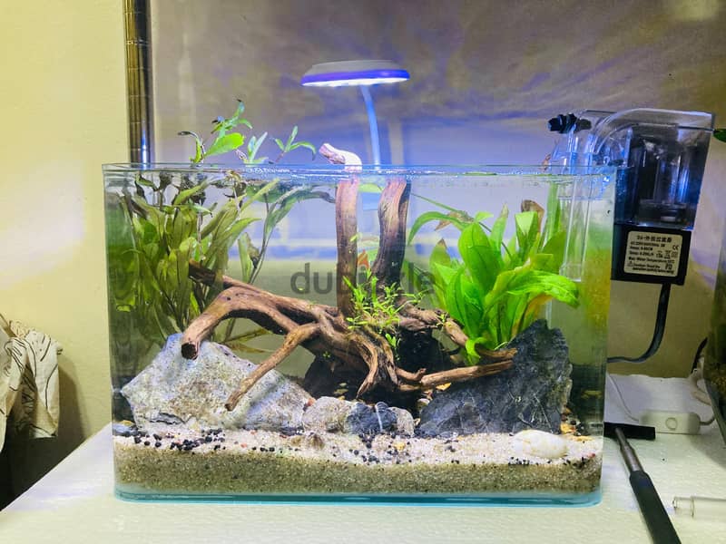 Planted Aquarium for Sale – 30 BHD 1