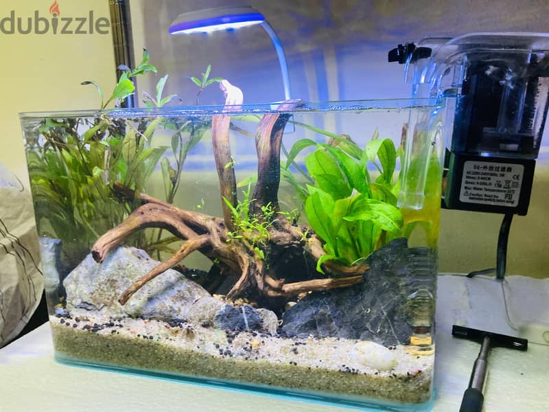 Planted Aquarium for Sale – 30 BHD 2