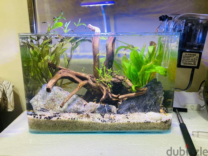 Planted Aquarium for Sale – 30 BHD 4